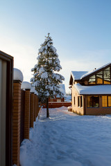 private house yard winter tree. rural life in nature