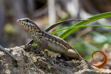 Rollschwanzleguan