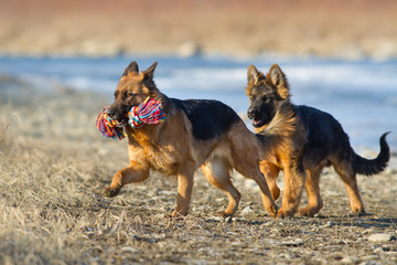 Two german shepherd dog play outdoor in winter day