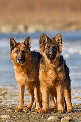 Two shepherd dog outdoor standing