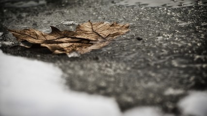 leaf on a frozen pond in nature in winter's time