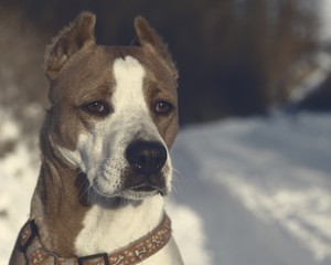 cute dog enjoying the winter