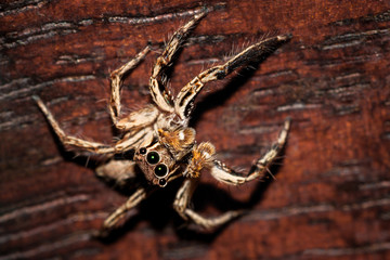Top view of Salticidae Jumping spiders on the older wooden background.