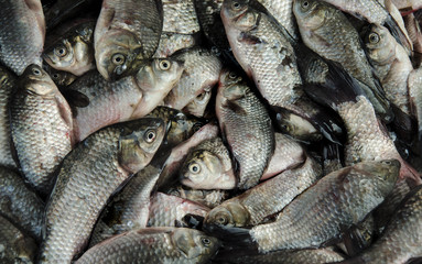 a lot of small fish, crucian