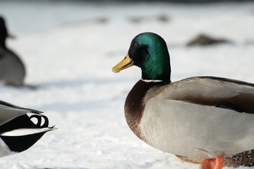 Canard colvert (anas platyrynchos)