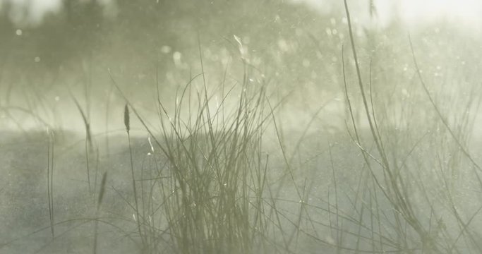 Close up slow motion of beach grass in dunes during a winter storm, RED Dragon 4K 120fps
