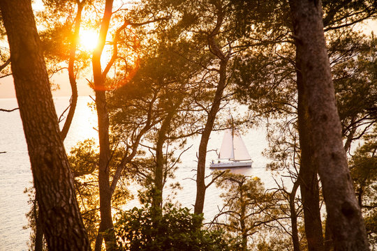 Sunset in coastal forest, Split, Dalmatia, Croatia