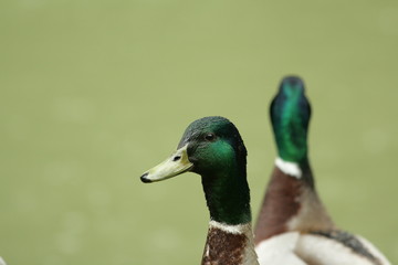 Canard colvert (anas platyrynchos)