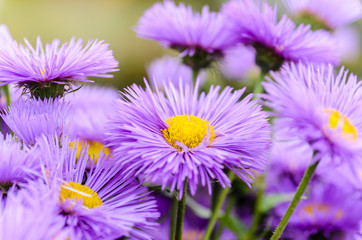 Asters with thin violet petals - obrazy, fototapety, plakaty