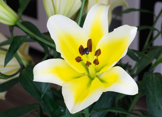 Fototapeta na wymiar Lily flowers
