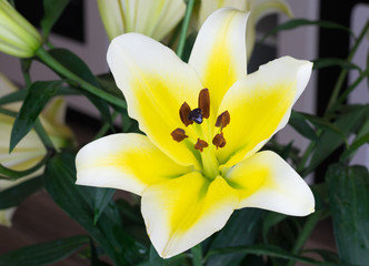 Lily flowers