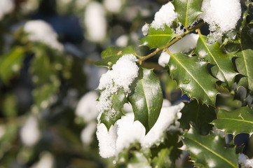 Zweig einer Stechpalme, die Blätter mit Schnee und Eis bedeckt