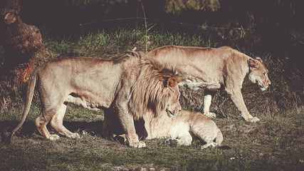 Fototapeta na wymiar Lion et lionnes