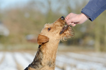 dog airedale terrier gets reward