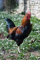 Provencial Hen