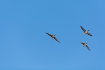 Three White-fronted Geese Flying Over Against a Blue Sky