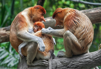 Family. Family Care. Long nosed monkeys - proboscis. Borneo island, Malaysia.