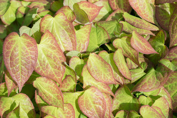 Leaves  Epimedium