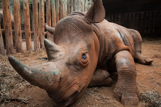 Orphan rhino in rescue shelter, Nairobi, Kenya