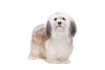 long haired Shih Tzu