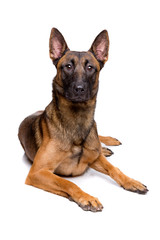 mechelse herder, belgian shepherd,