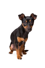 black and tan jack russel terrier © Erik Lam