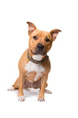 staffordshire bull terrier
