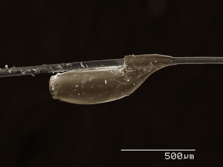 Egg of cat louse (Phthiraptera: Trichodectidae, Felicola Subrostratus) on the hair of host