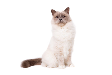 Obraz premium Birman cat with blue eyes