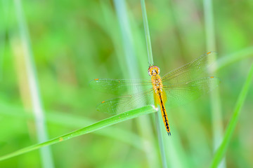 Globe Skimmer(Pantala flavescens), beautiful dragonfly with green background.