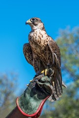 A trained saker falcon (Falco cherrug) on the falconer's hand