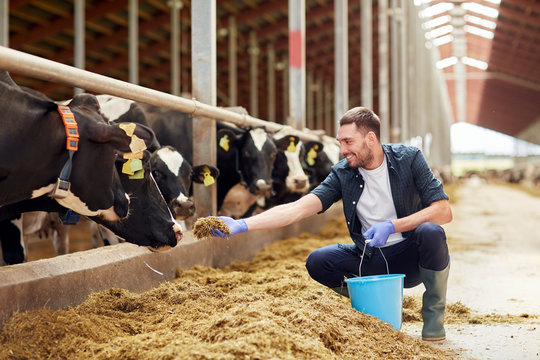 man feeding cows with hay in cowshed on dairy farm