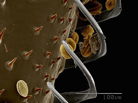 Hamuli, wing hooks, of bumblebee with pollen