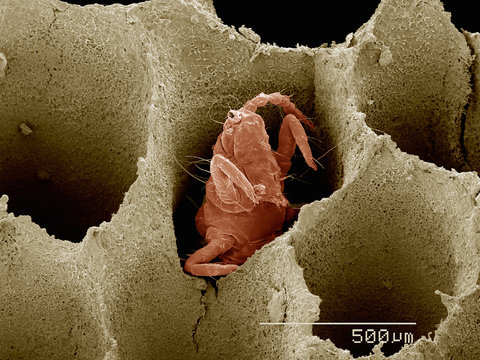 A thrips (Thysanoptera) in bracket fungus