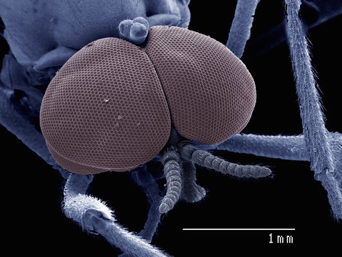 Compound eyes of male Bibionidae fly, marsh fly