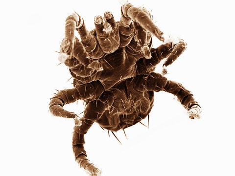 Ventral view of small mite found on bat, Acrididae