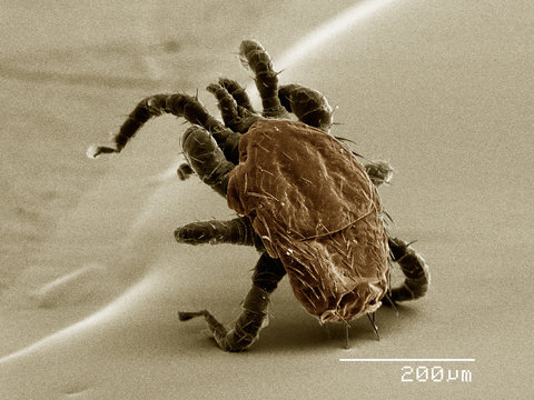 Dorsal view of small mite found on bat, Acrididae
