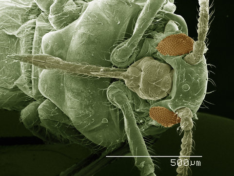 Ventral View Of Winged Aphid, Hemiptera