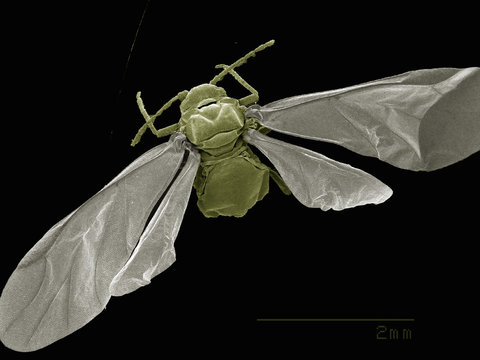 Dorsal view of winged aphid, Hemiptera