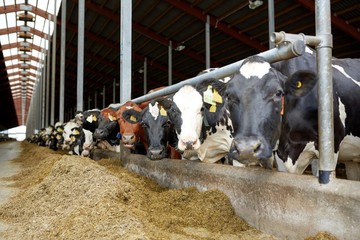 herd of cows in cowshed on dairy farm