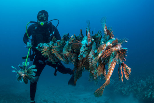 Diver collects invasive lionfish from local reef