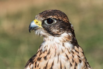 Saker falcon closeup of the head
