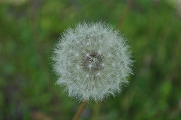 Fototapeta premium makro mniszka lekarskiego