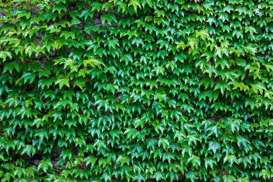 The wall brick covered by green leaves