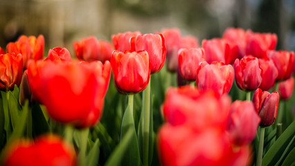 Beautiful bouquet of tulips in Istanbul during Tulips Festival