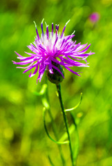 thistle. pink milk thistle flower in bloom in spring. Single Thi