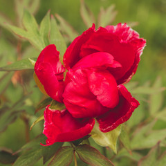 Paeonia suffruticosa Flower pink closeup