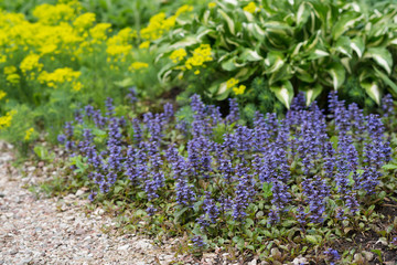 Obraz premium Flower Ajuga