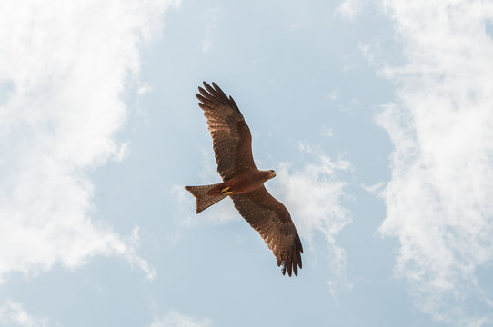 Hawk flying looking for prey, Masai Mara, Kenya