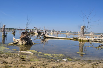 branch and water